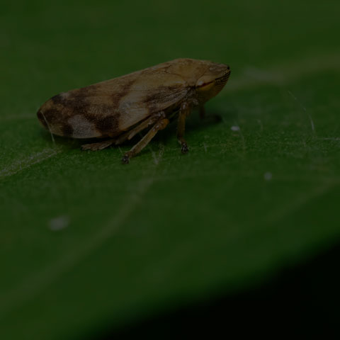 Meadow Spittlebug
