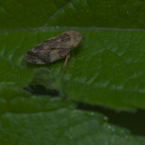 Meadow Spittlebug