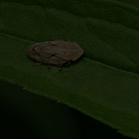 Meadow Spittlebug