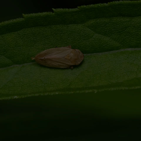 Meadow Spittlebug