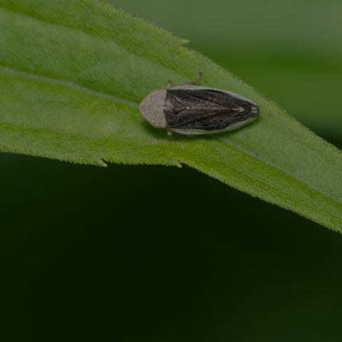 Meadow Spittlebug