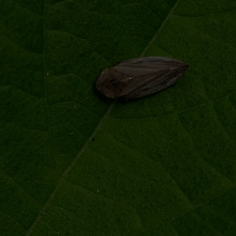 Meadow Spittlebug