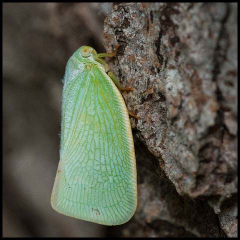Northern Flatid Planthopper