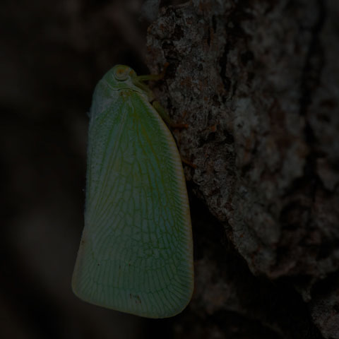 Northern Flatid Planthopper