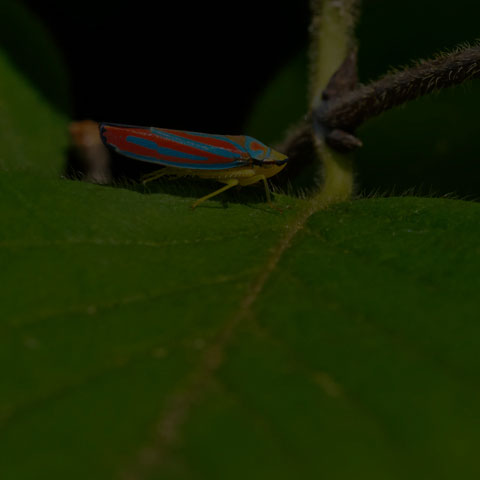 Red-banded Leafhopper