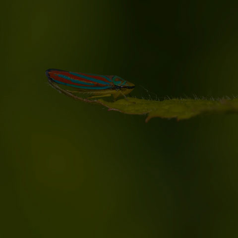 Red-banded Leafhopper