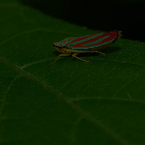 Red-banded Leafhopper