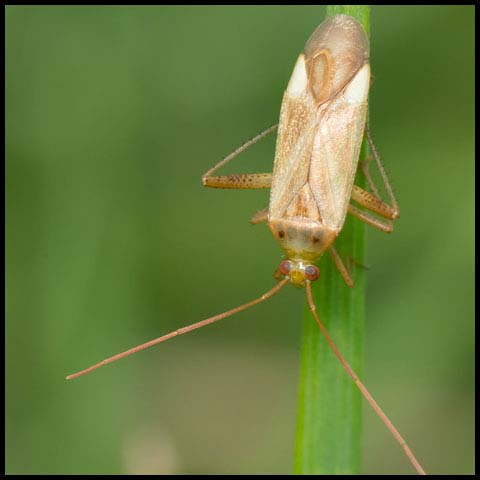 Alfalfa Plant Bug