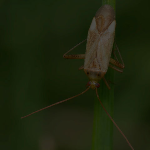 Alfalfa Plant Bug