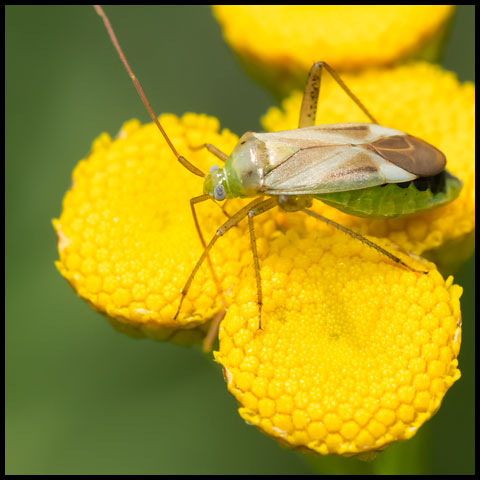 Alfalfa Plant Bug