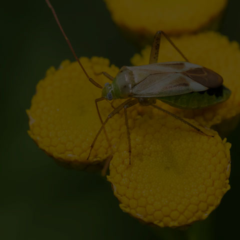 Alfalfa Plant Bug