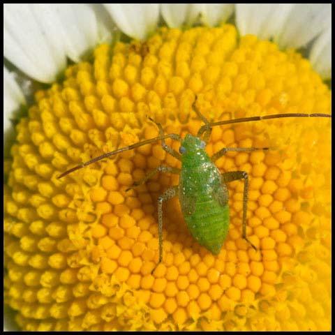 Alfalfa Plant Bug