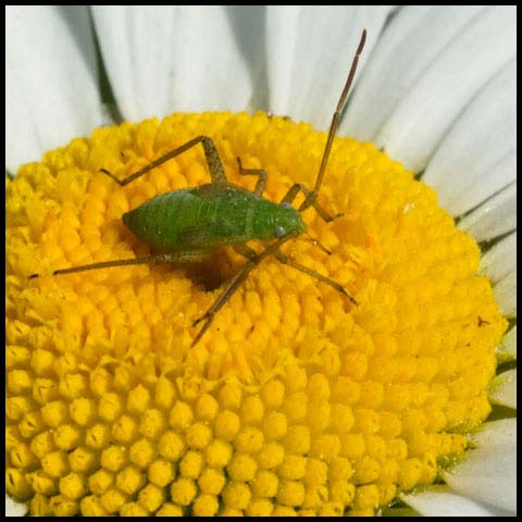 Alfalfa Plant Bug
