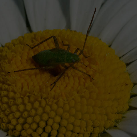 Alfalfa Plant Bug