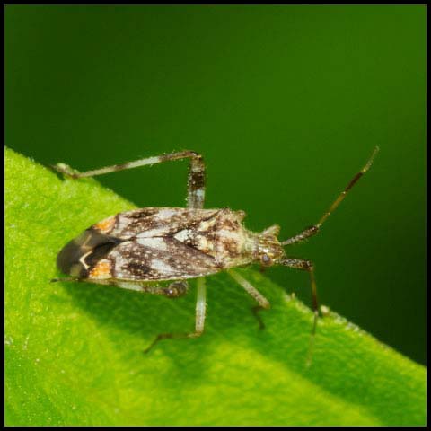 Clouded Plant Bug