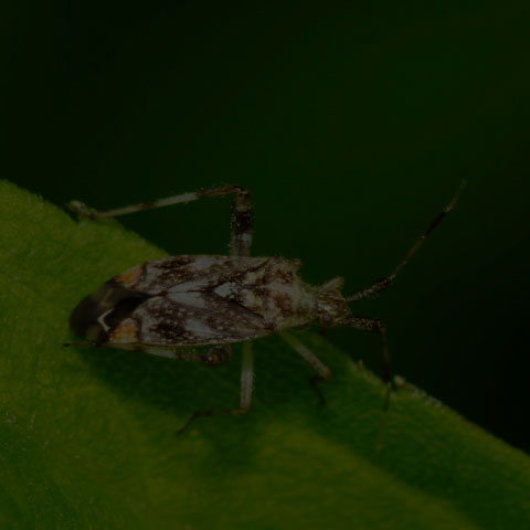 Clouded Plant Bug