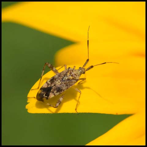 Clouded Plant Bug