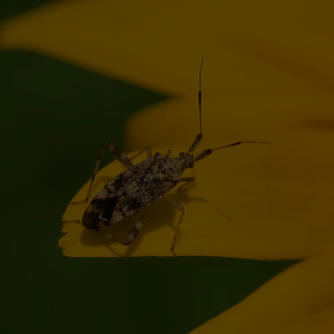 Clouded Plant Bug