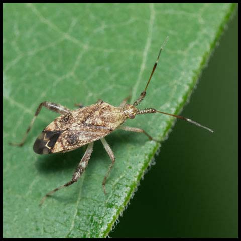 Clouded Plant Bug