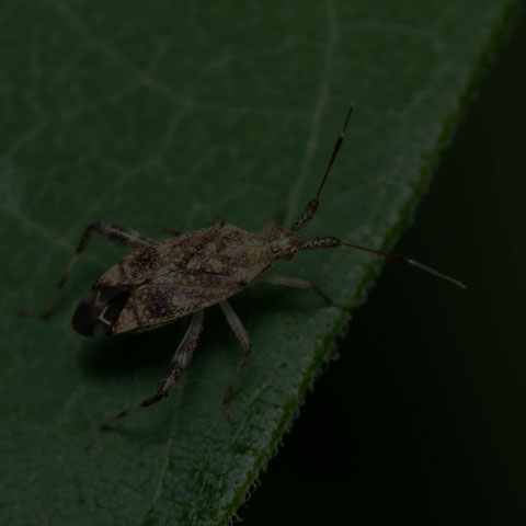 Clouded Plant Bug
