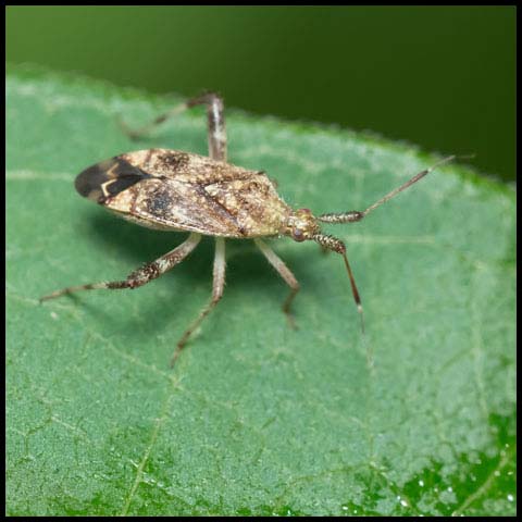 Clouded Plant Bug