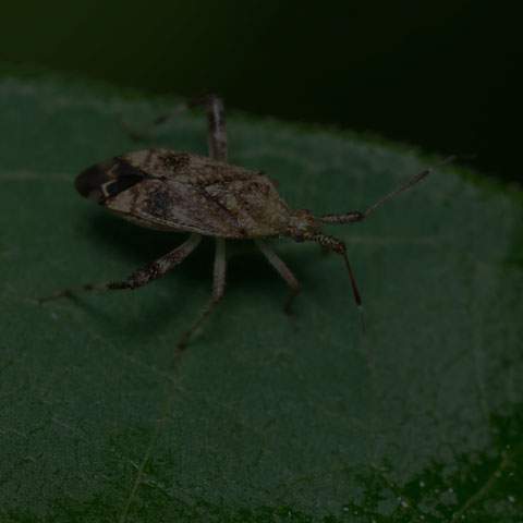 Clouded Plant Bug