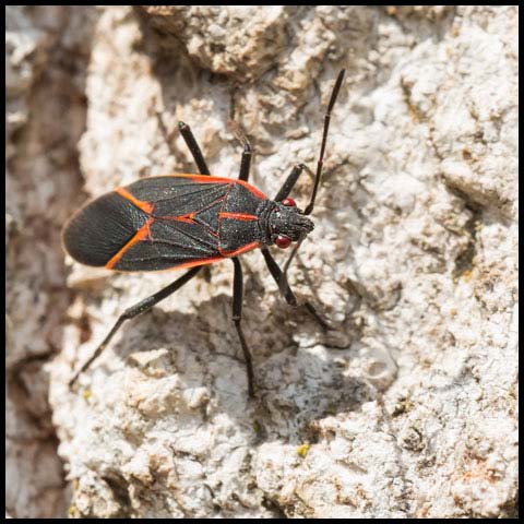 Eastern Boxelder Bug