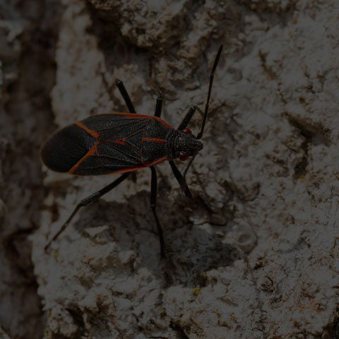Eastern Boxelder Bug