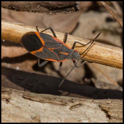 Eastern Boxelder Bug