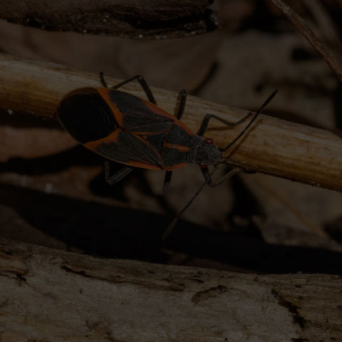 Eastern Boxelder Bug