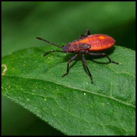 Eastern Boxelder Bug