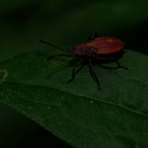Eastern Boxelder Bug