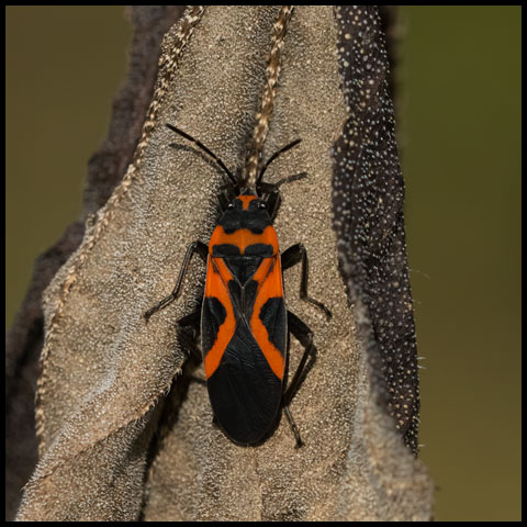 False Milkweed Bug