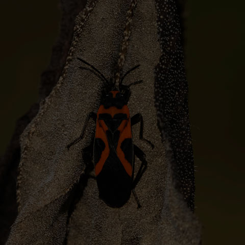 False Milkweed Bug