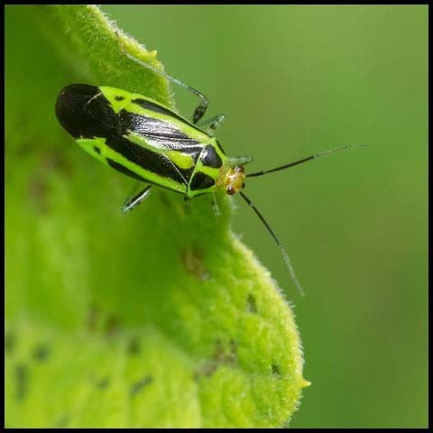 Four-lined Plant Bug