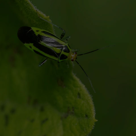Four-lined Plant Bug