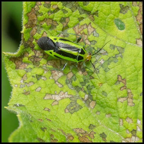 Four-lined Plant Bug