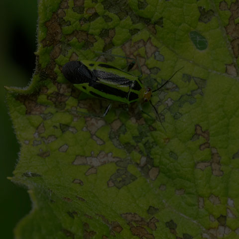 Four-lined Plant Bug