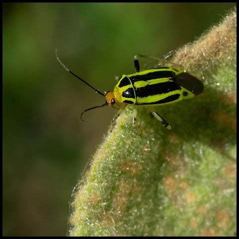 Four-lined Plant Bug