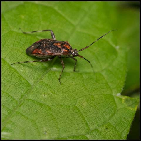 Grape Plant Bug