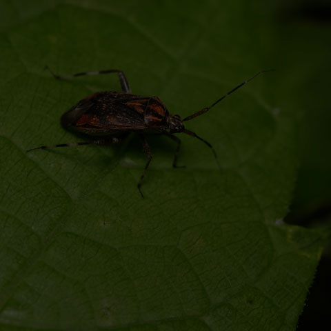 Grape Plant Bug