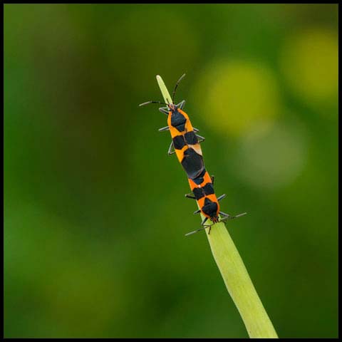 Large Milkweed Bug