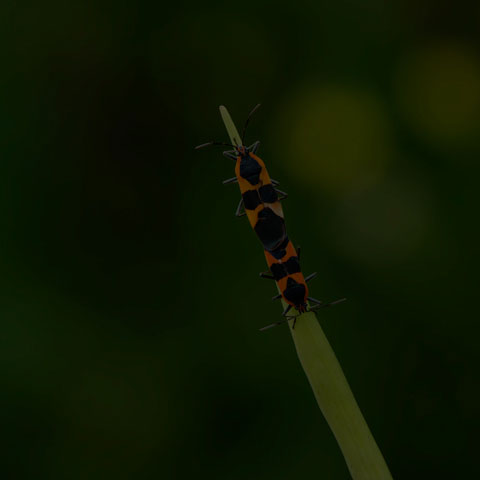 Large Milkweed Bug