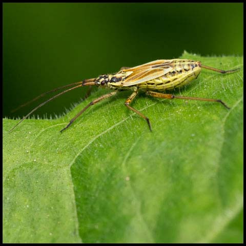Meadow Plant Bug