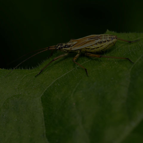 Meadow Plant Bug