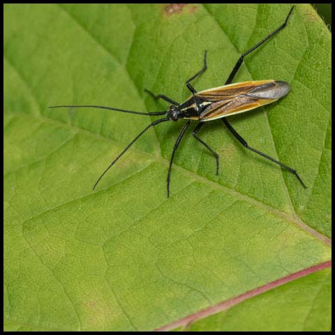 Meadow Plant Bug