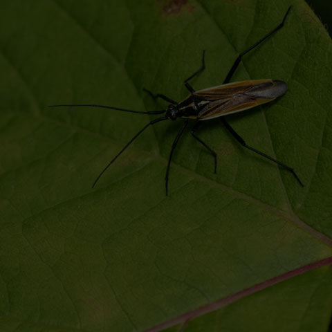 Meadow Plant Bug