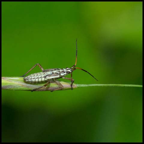 Meadow Plant Bug