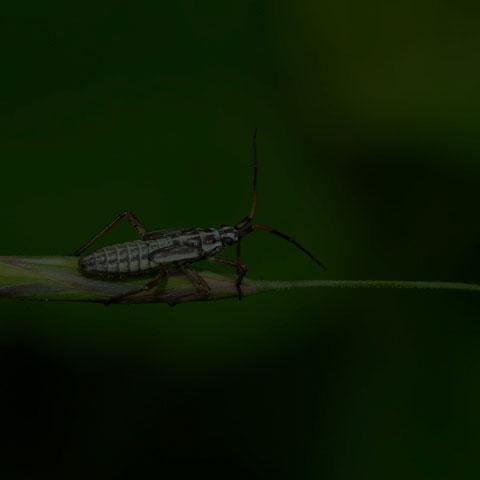 Meadow Plant Bug
