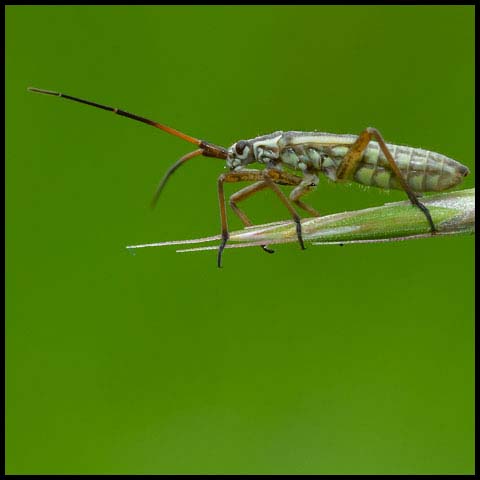 Meadow Plant Bug